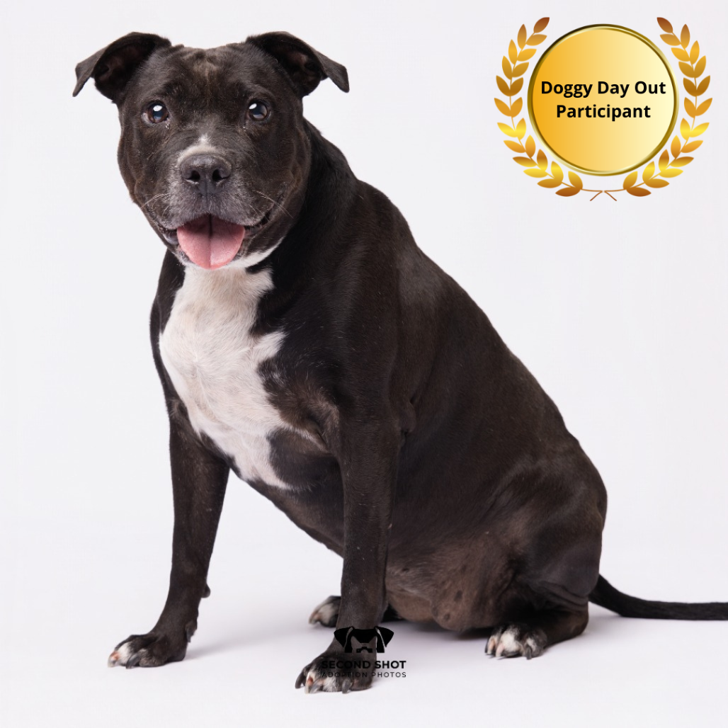 Shelter Stray Female Dog last seen , 3607 N Armenia Ave, Tampa, FL 33607, USA