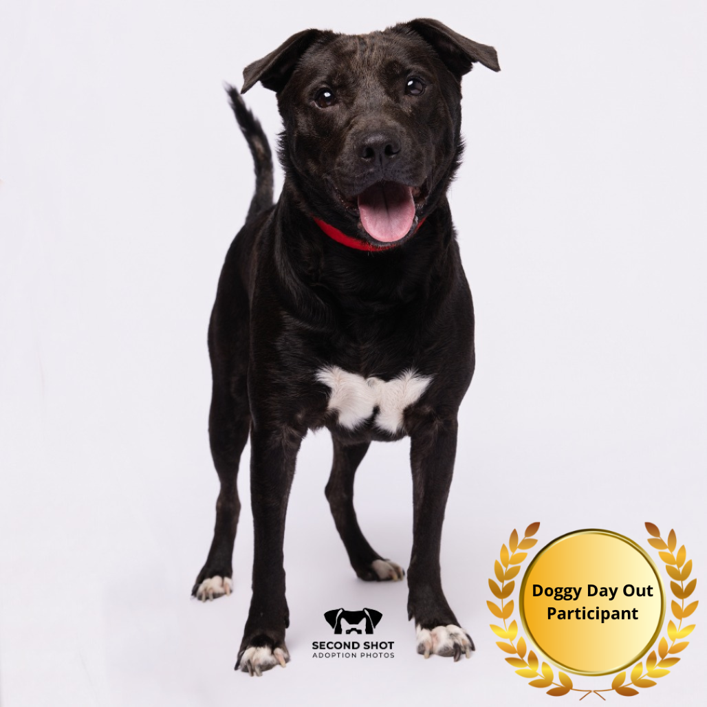 Shelter Stray Female Dog last seen , 3607 N Armenia Ave, Tampa, FL 33607, USA