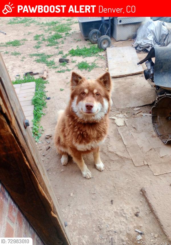 Lost Male Dog last seen 33rd and Locust street, Denver, CO 80207