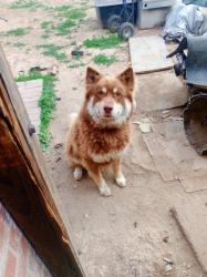 Lost Male Dog last seen 33rd and Locust street, Denver, CO 80207