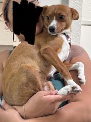 Lost Female Dog last seen Franklin Blvd & Fruitridge Rd, Sacramento, CA 95820