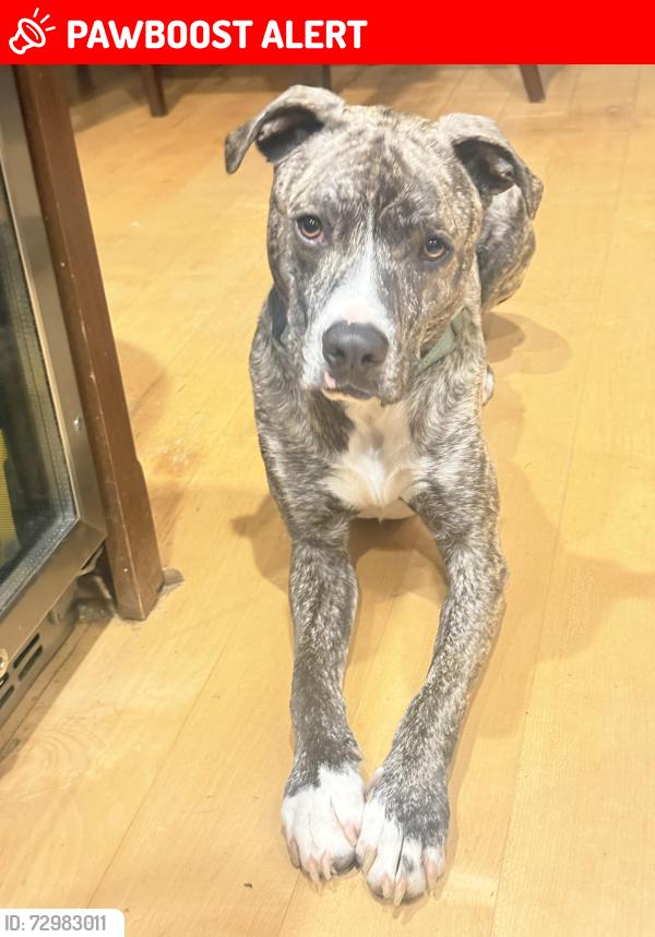 Lost Male Dog last seen Bethel Road, Pinson , Hwy 79, Jefferson County, AL 35126