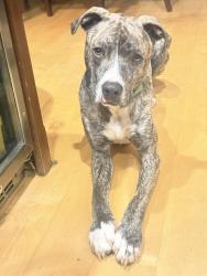 Lost Male Dog last seen Bethel Road, Pinson , Hwy 79, Jefferson County, AL 35126