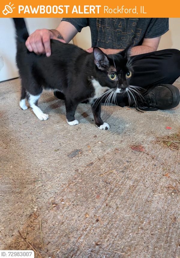 Found/Stray Female Cat last seen Rydberg and Bonnie Dr., Rockford, IL 61109