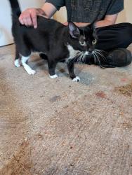 Found/Stray Female Cat last seen Rydberg and Bonnie Dr., Rockford, IL 61109