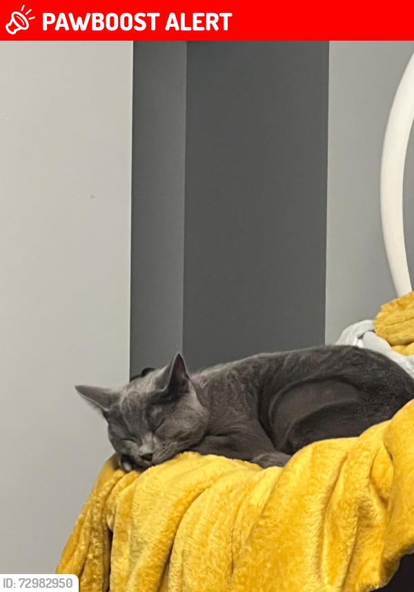 Lost Female Cat last seen Park street Dewsbury , West Yorkshire, England WF13