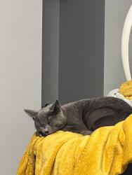 Lost Female Cat last seen Park street Dewsbury , West Yorkshire, England WF13
