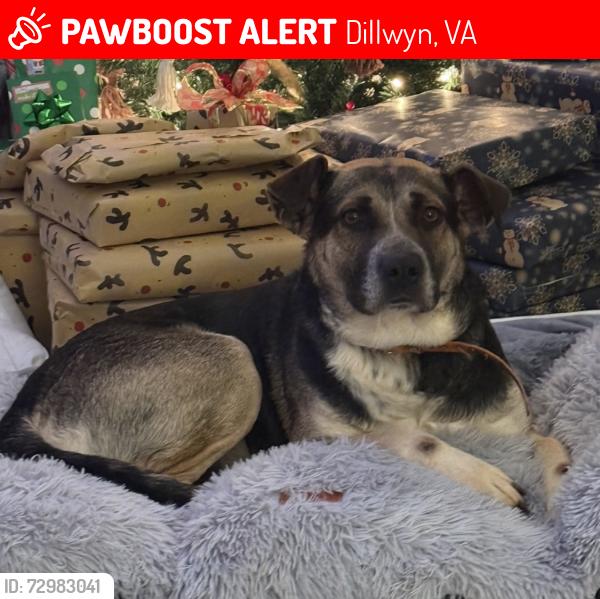 Lost Male Dog last seen Scott’s Bottom Road/Rt. 60, Dillwyn, VA 23936