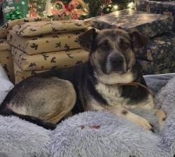 Lost Male Dog last seen Scott’s Bottom Road/Rt. 60, Dillwyn, VA 23936