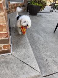 Reunited Male Dog last seen Oakmont / Bradford Ct, Corinth, TX 76210