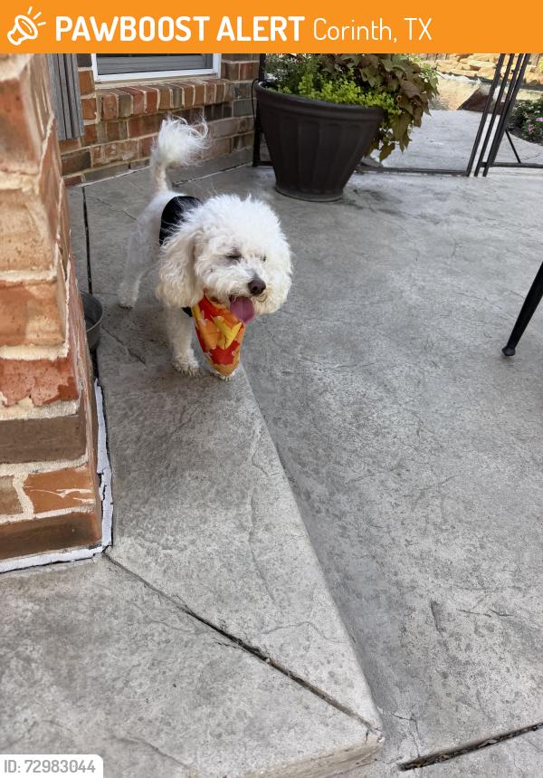 Found/Stray Male Dog last seen Oakmont / Bradford Ct, Corinth, TX 76210