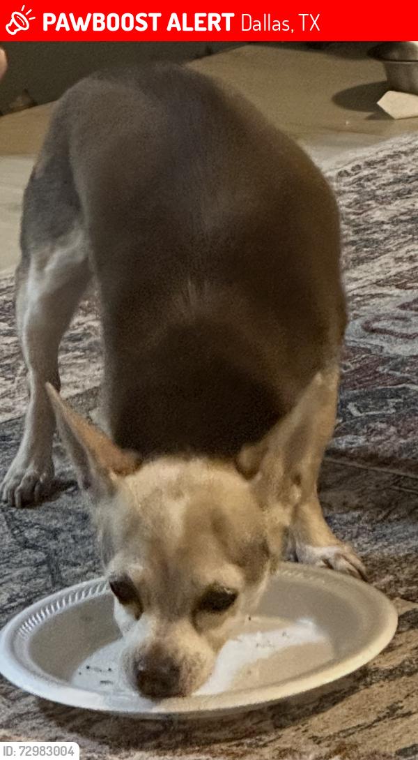 Lost Female Dog last seen Webb chapel/northaven, Dallas, TX 75229