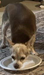 Lost Female Dog last seen Webb chapel/northaven, Dallas, TX 75229