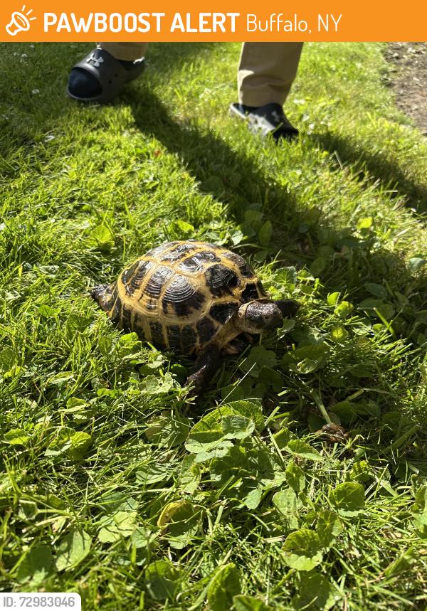 Found/Stray Unknown Reptile last seen On Westfield near main, Buffalo, NY 14226