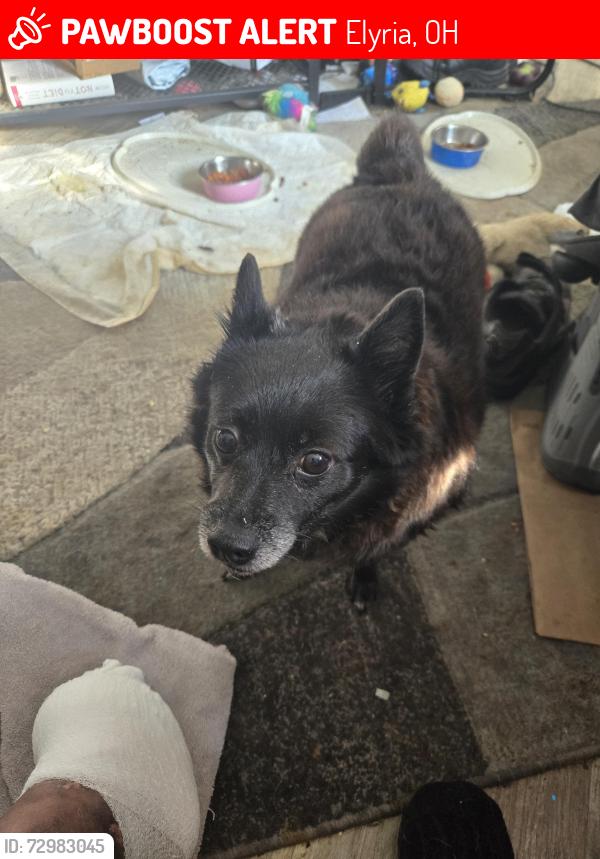 Lost Female Dog last seen Unsure was being boarded by friends , Elyria, OH 44035