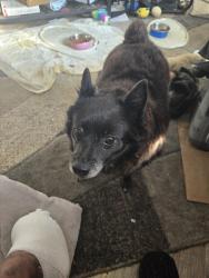 Lost Female Dog last seen Unsure was being boarded by friends , Elyria, OH 44035