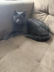 Lost Female Cat last seen Edgerton and aqueduct, Akron, OH 44303
