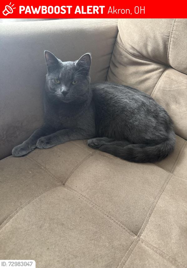 Lost Female Cat last seen Edgerton and aqueduct, Akron, OH 44303