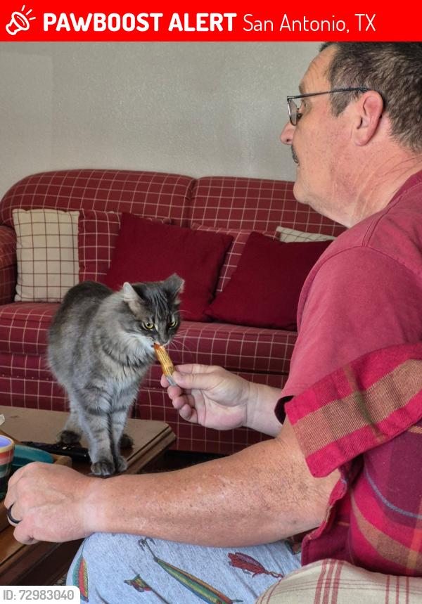 Lost Male Cat last seen Corporate Woods, San Antonio, TX 78259