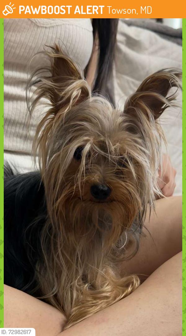 Found/Stray Female Dog last seen Bridgeman Terrace (The Hills at Kenilworth), Towson, MD 21204
