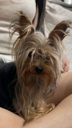 Found/Stray Female Dog last seen Bridgeman Terrace (The Hills at Kenilworth), Towson, MD 21204