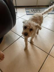 Found/Stray Male Dog last seen Creek trail/braun rd, San Antonio, TX 78254