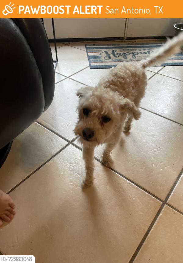 Found/Stray Male Dog last seen Creek trail/braun rd, San Antonio, TX 78254