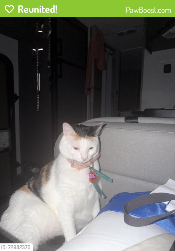 Reunited Female Cat last seen Near windy lane , Panama City, FL 32405