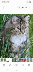 Found/Stray Male Cat last seen Ranchlands, Calgary, AB T3G