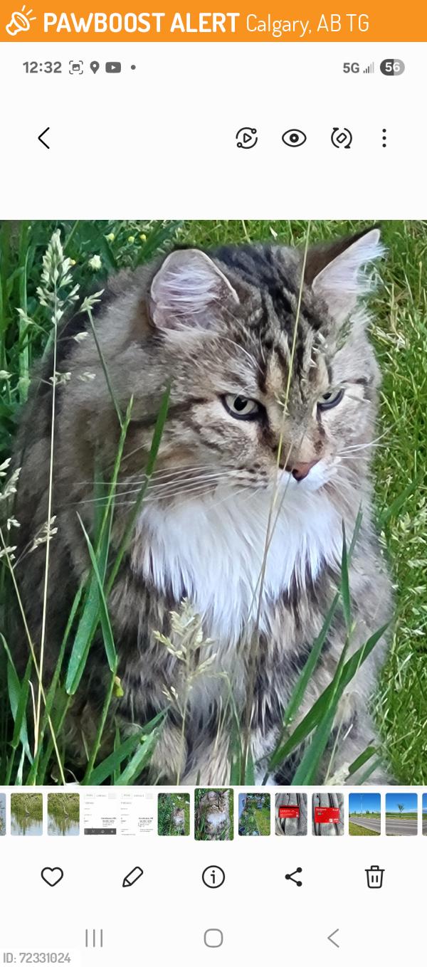 Found/Stray Male Cat last seen Ranchlands, Calgary, AB T3G
