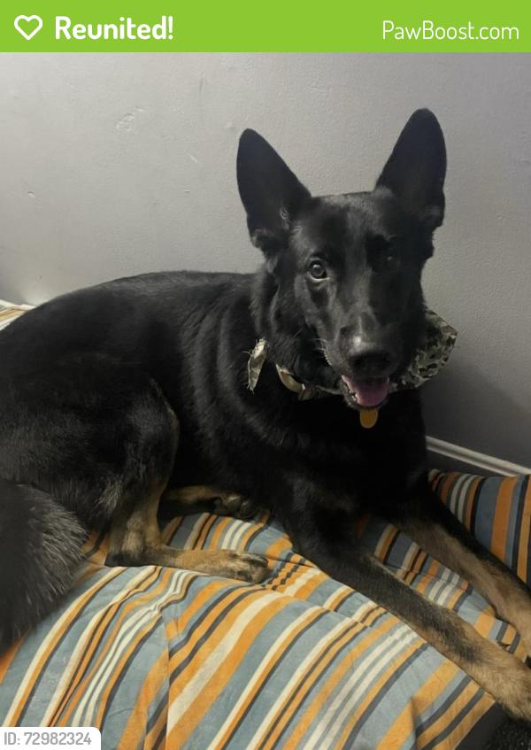 Reunited Male Dog last seen Near Paris Dr by the Dairy Queen , Rome, GA 30165