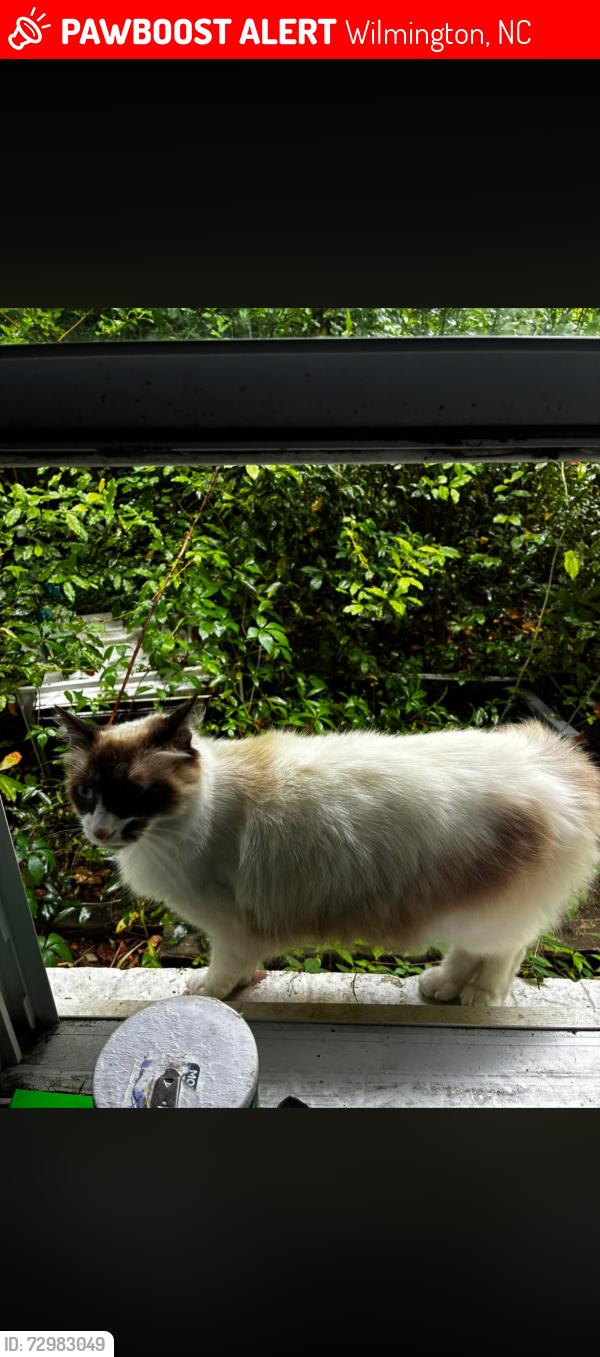 Lost Male Cat last seen Blacks Tire service , Wilmington, NC 28412