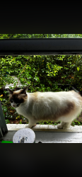 Lost Male Cat last seen Blacks Tire service, Wilmington, NC 28412