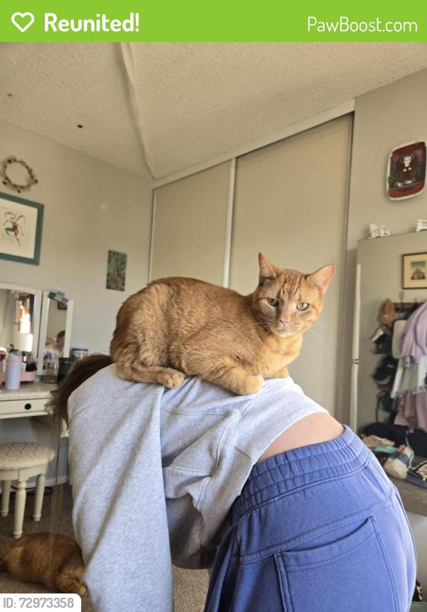 Reunited Male Cat last seen Near S Wright Ct, Morrison, CO 80465, USA, Morrison, CO 80465