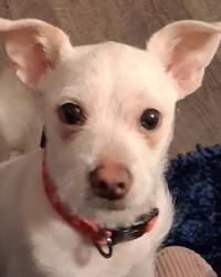Lost Male Dog last seen Brownsville rd , Powder Springs, GA 30127