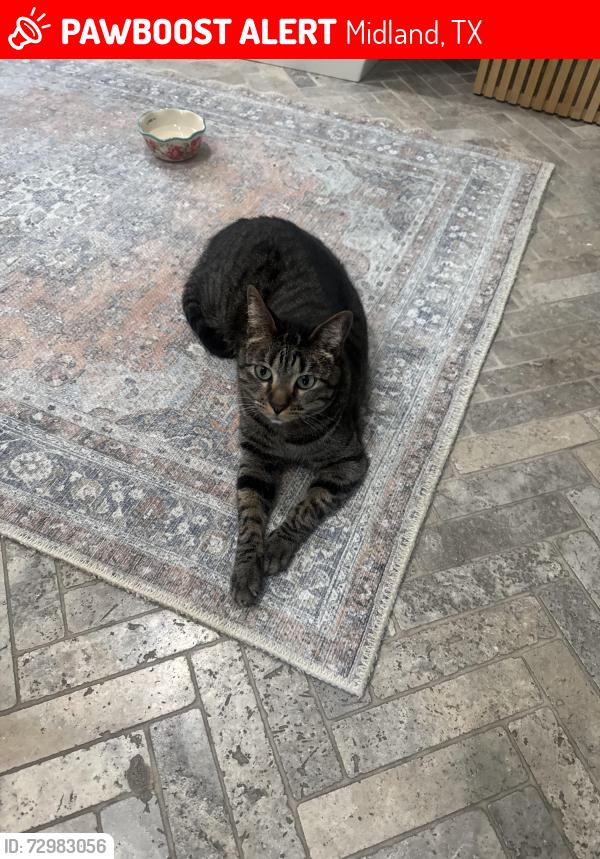 Lost Male Cat last seen Hathaway Ct, Midland, TX 79707