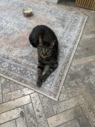 Lost Male Cat last seen Hathaway Ct, Midland, TX 79707