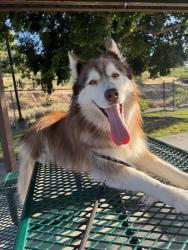Lost Female Dog last seen Hayward Way, San Diego, CA 92139