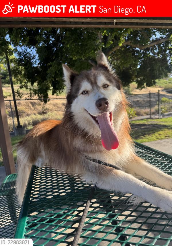 Lost Female Dog last seen Hayward Way, San Diego, CA 92139