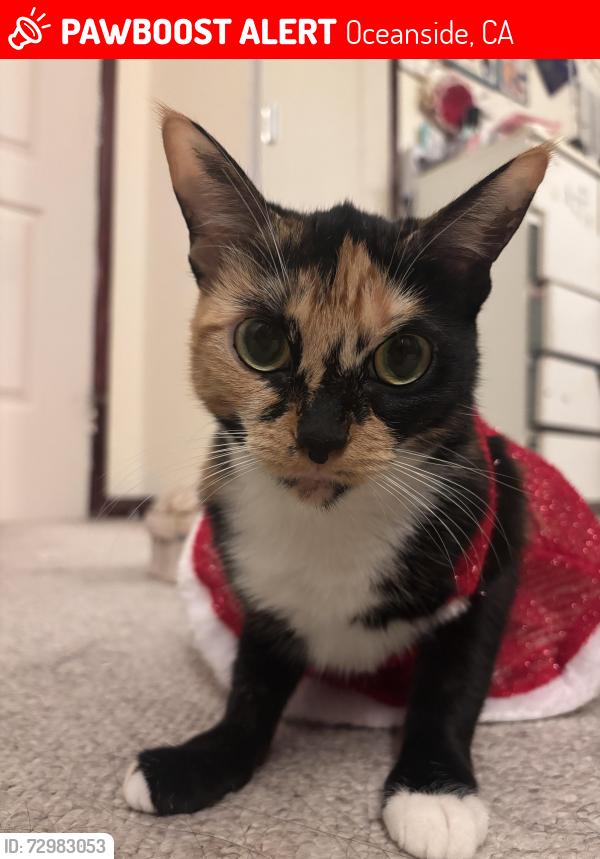 Lost Female Cat last seen Oceanside DMV, Oceanside, CA 92056
