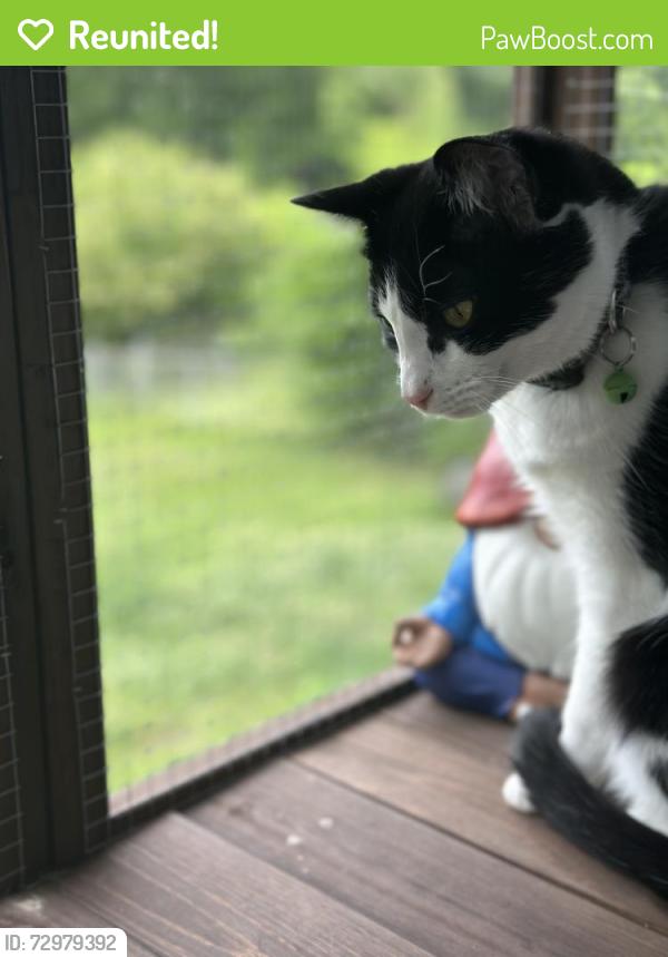 Reunited Female Cat last seen Boyscout Rd., Middle Valley, TN 37343