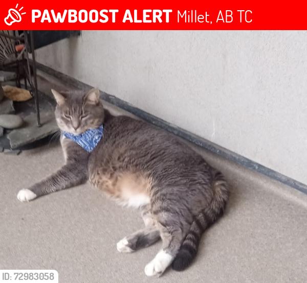 Lost Male Cat last seen 2A, Millet, AB T0C