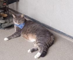 Lost Male Cat last seen 2A, Millet, AB T0C
