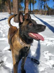 Lost Male Dog last seen Stapley and Broadway , Mesa, AZ 85204
