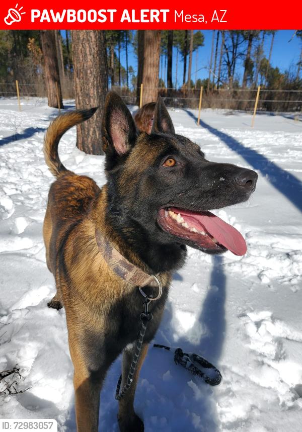 Lost Male Dog last seen Stapley and Broadway , Mesa, AZ 85204