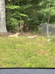 Reunited Unknown Dog last seen Stanton road and Parr, Rockdale County, GA 30094