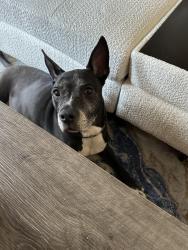 Reunited Female Dog last seen N. Capitol and Michigan Avenue, Washington, DC 20017