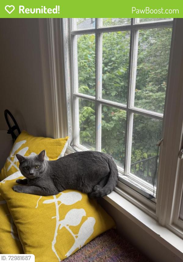 Reunited Female Cat last seen Near interlaken pl e, Seattle, WA 98112