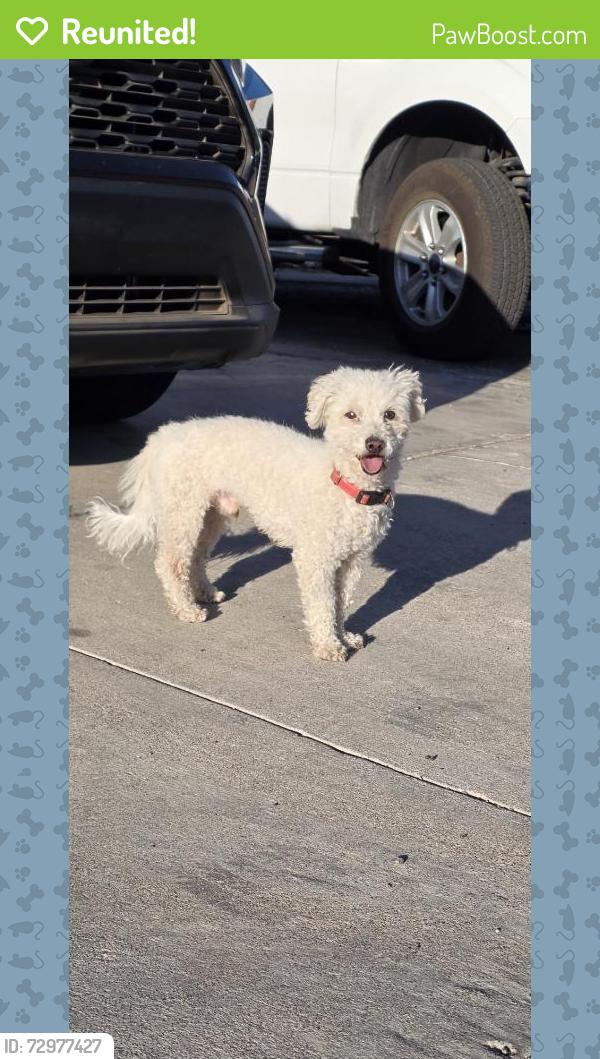 Reunited Male Dog last seen Near Quantana Ct, Las Vegas, NV 89102, USA, Las Vegas, NV 89102