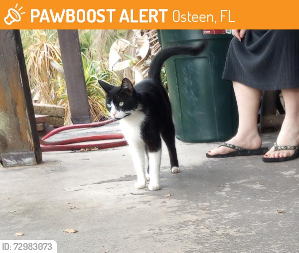 Found/Stray Female Cat last seen SR 415, Osteen, FL 32764